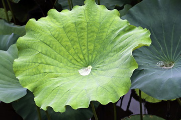 Image showing Green Lotus leaf with drop inside