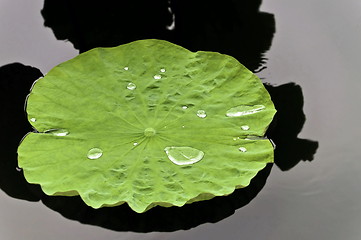 Image showing Lotus Leaf with water