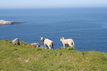 Image showing Lambs on the Edge