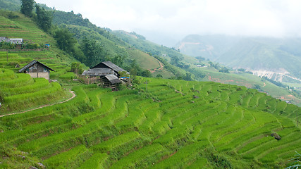 Image showing Farm with rice terraces in Sapa Vietnam