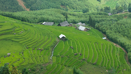 Image showing Rice terraces in Sapa Valley, Vietnam