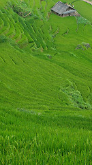 Image showing Rice terraces in Sapa Valley, Vietnam