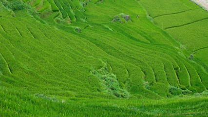 Image showing Rice terraces in Sapa Valley, Vietnam