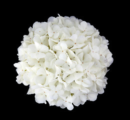 Image showing viburnum flower on a black background