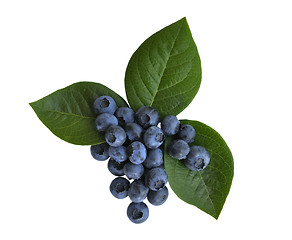 Image showing blueberry