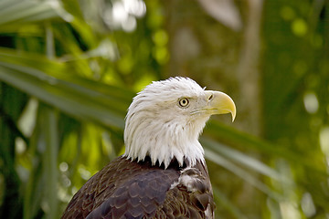 Image showing Eagle