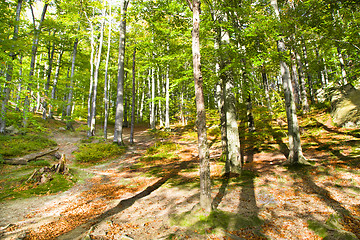 Image showing Beechen wood 