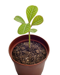 Image showing spurge seedling