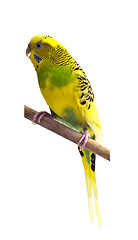 Image showing Yellow and green budgie