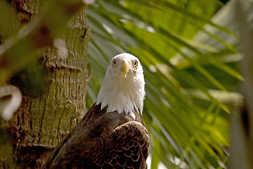 Image showing Eagle