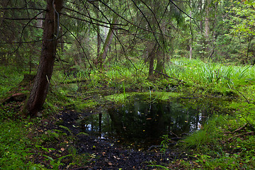 Image showing Open standing water inside mixed stand