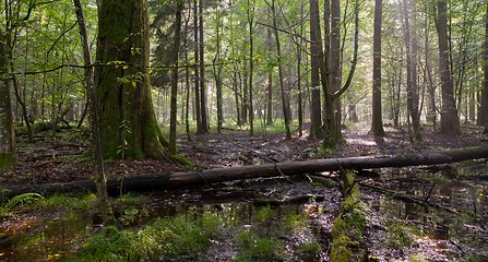 Image showing Summer midday with light entering rich deciduous stand