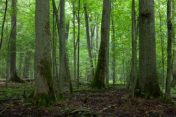 Image showing Old trees in natural stand of Bialowieza Forest