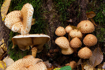 Image showing Bunch of autumnal pholiota fungi closeup