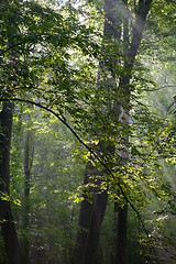 Image showing Hornbeam branches in light of sunrise