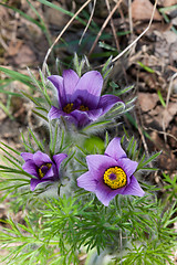 Image showing Flowering Pasque flower plant