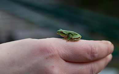 Image showing Tree frog Hyla arborea sitting