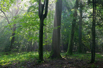 Image showing Misty deciduous stand in morning