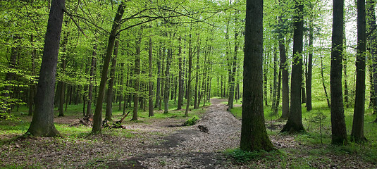 Image showing Early spring deciduous stand