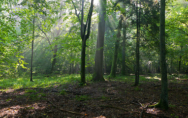 Image showing Misty deciduous stand in morning