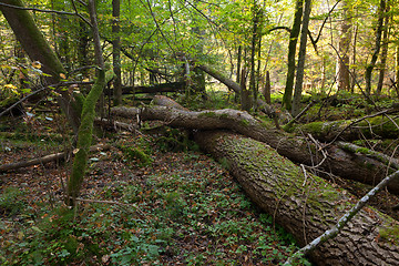 Image showing Old oak trees broken lying
