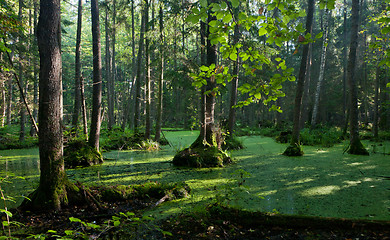 Image showing Natural alder-carr stand of Bialowieza Forest with standing water