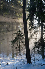 Image showing Winter landscape of coniferous stand