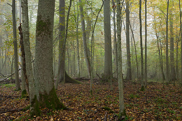 Image showing Old trees in natural stand of Bialowieza Forest