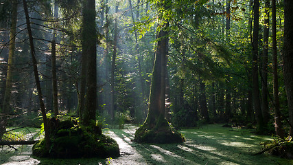 Image showing Natural alder-carr stand of Bialowieza Forest with standing water