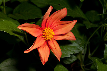 Image showing Single orang Dahlia flower closeup