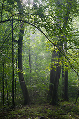 Image showing Misty deciduous stand in morning