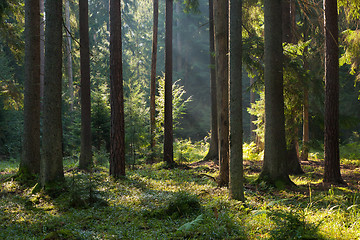 Image showing Old coniferous stand of Bialowieza Forest in summer morning