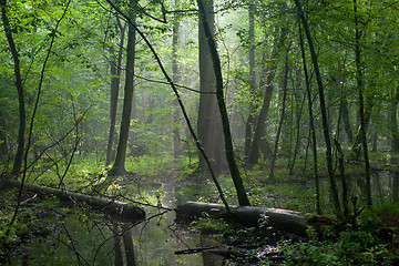 Image showing Summer midday with light entering rich deciduous stand