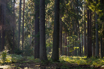 Image showing Old coniferous stand of Bialowieza Forest in summer morning