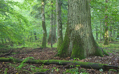 Image showing Two old oak tree partly moss wrapped