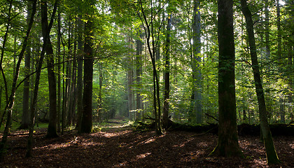 Image showing Path crossing deciduous stand of Bialowieza Forest 