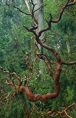 Image showing Old Pine Tree broken branch lying