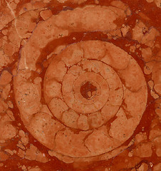 Image showing ammonite in marble