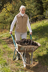 Image showing Gardening