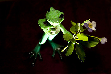 Image showing Frog