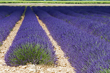 Image showing Lavender