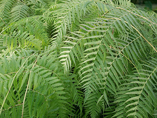 Image showing Ferns picture