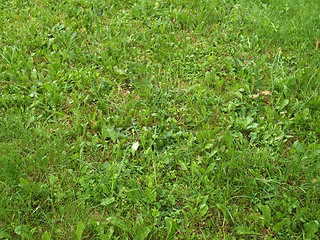 Image showing Grass meadow