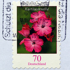 Image showing Flower picture