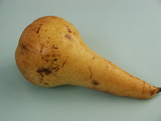 Image showing Pear