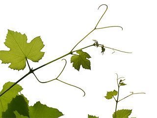 Image showing Vine picture