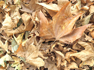 Image showing Falling leaves