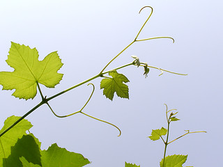 Image showing Vine picture