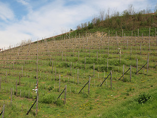 Image showing Grapevine vitis