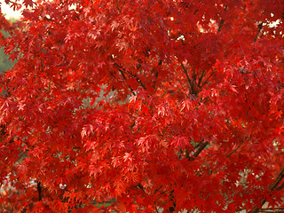 Image showing Maple leaves